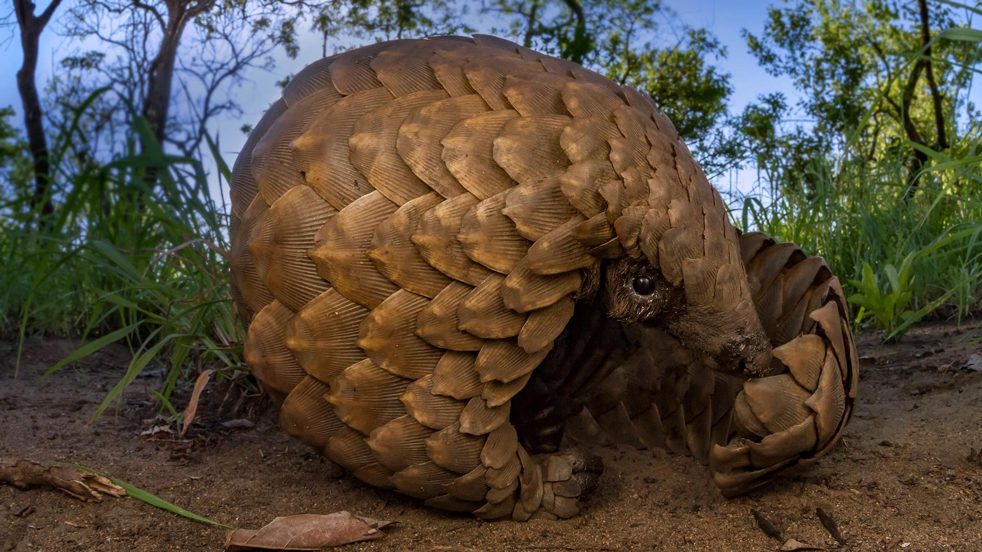 PangolinDay_ROW6314953424_1920x1080