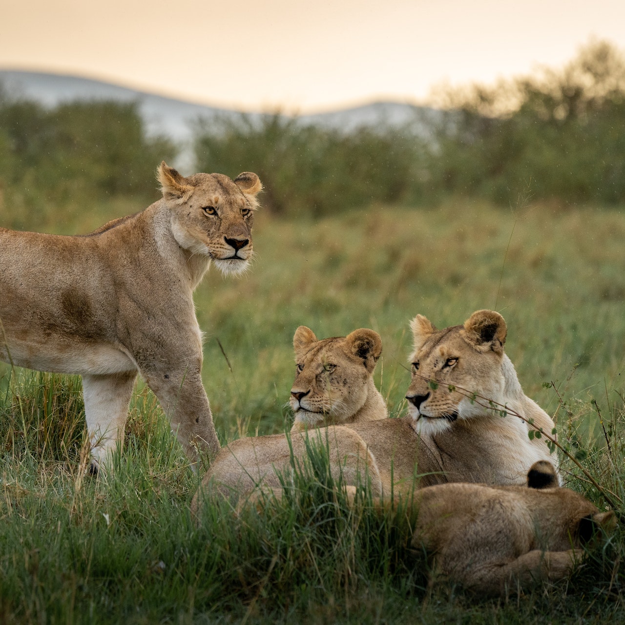 Serengeti Lion 1