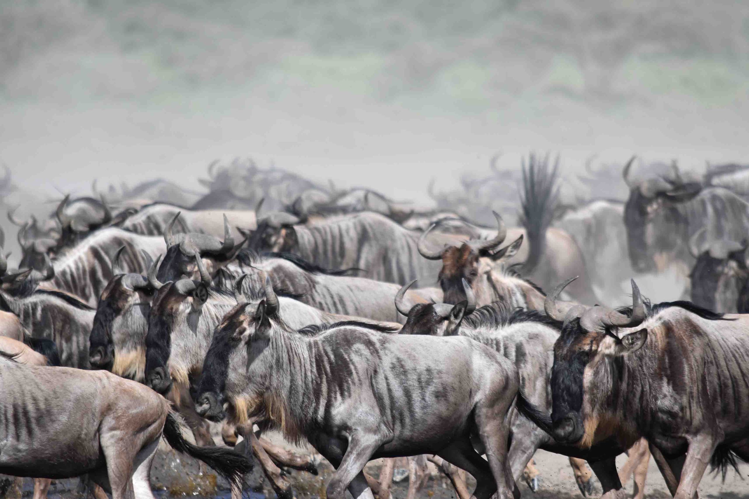 Wildebeest 3