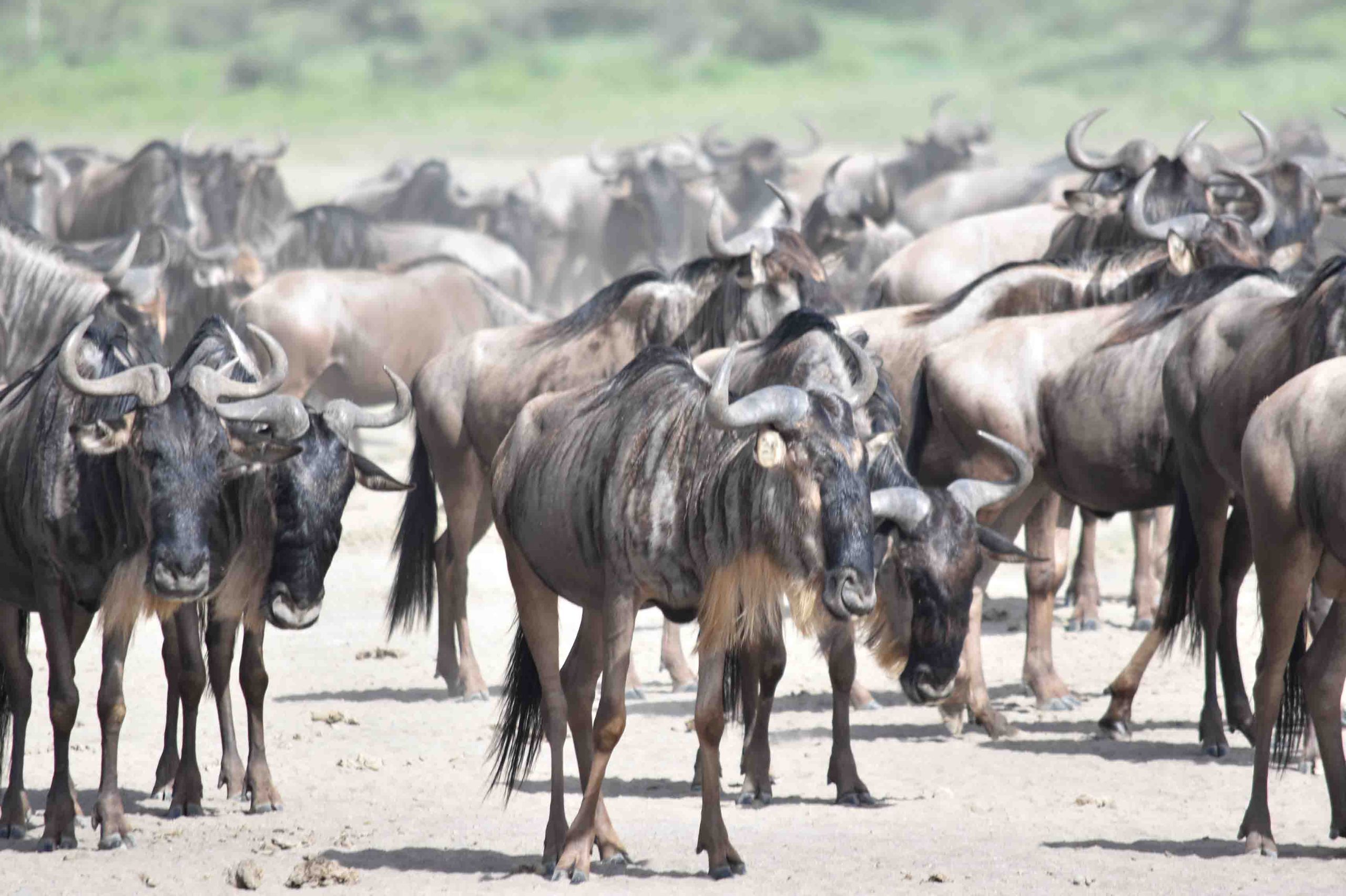 Wildebeest