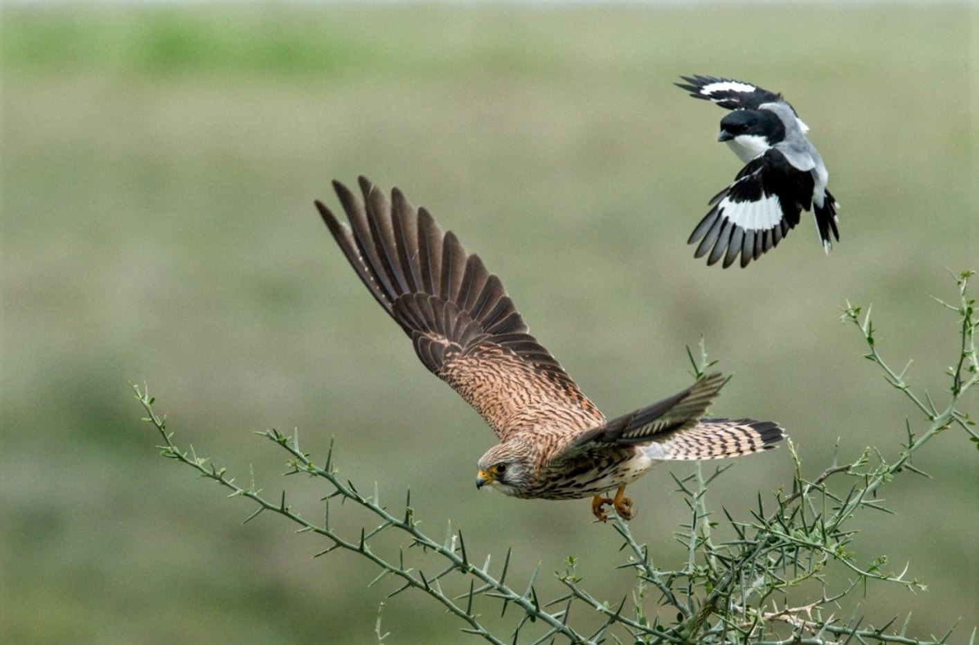 birds at manyara