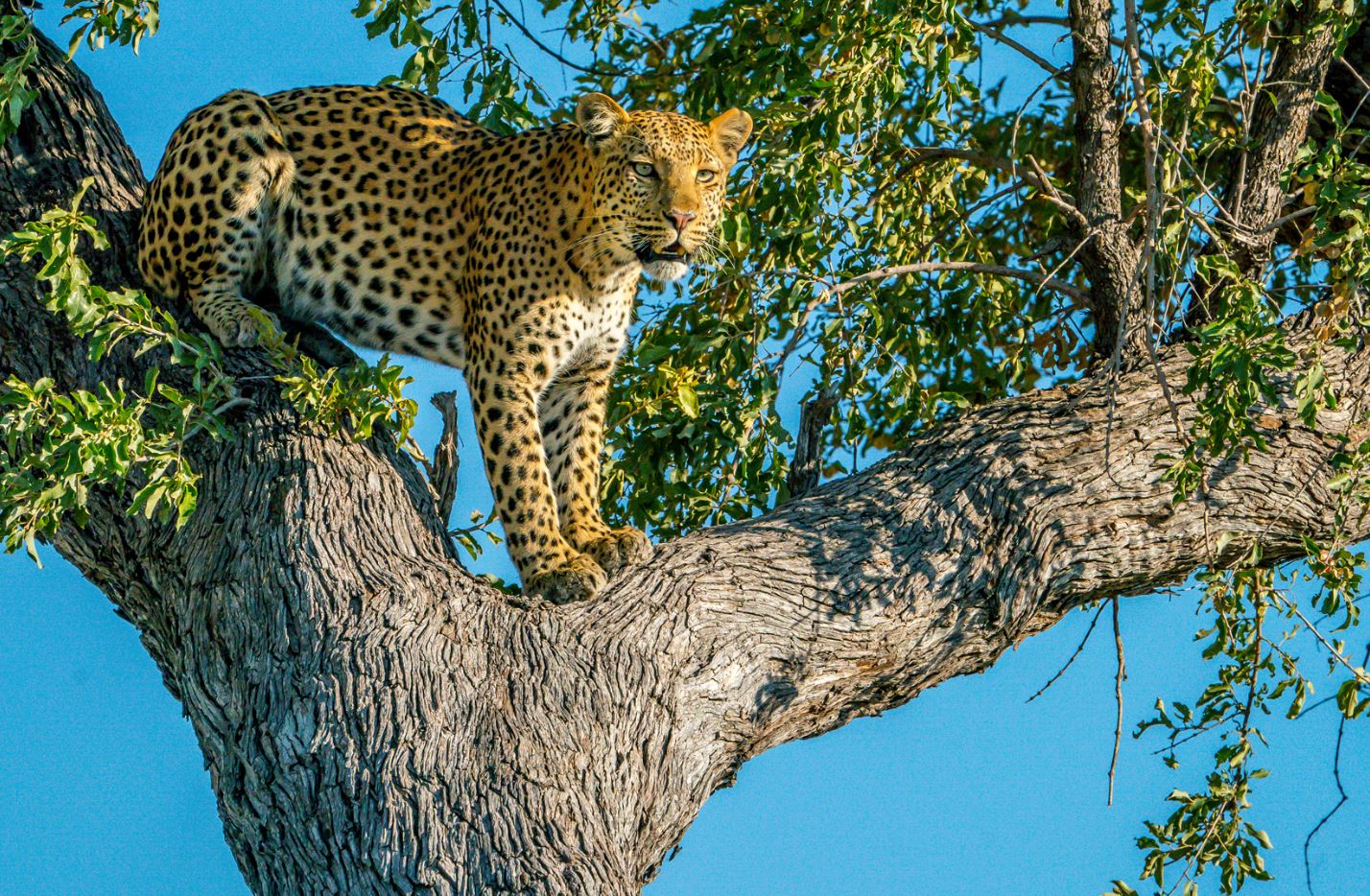 cheetah at serengeti