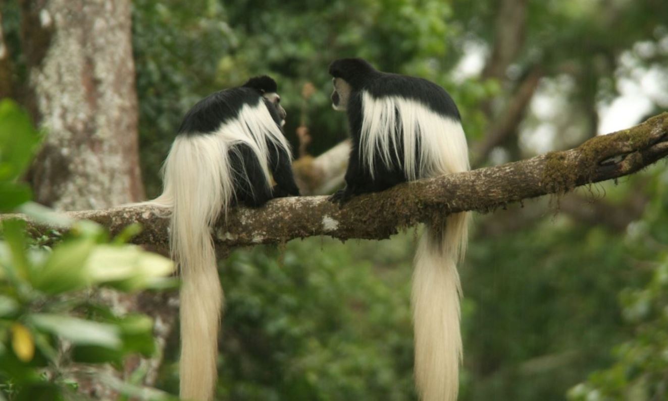 colubus at arusha