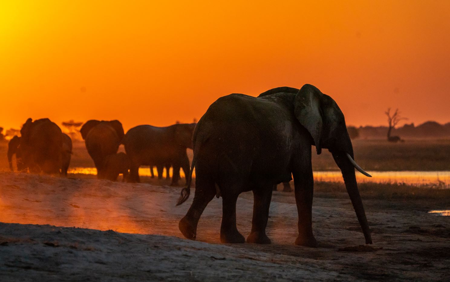 elephants at selous