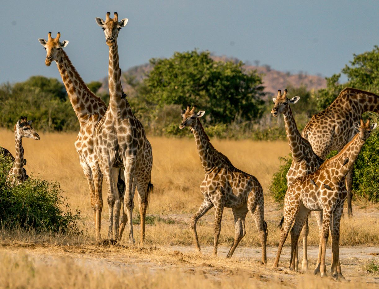 girrafe at tarangire