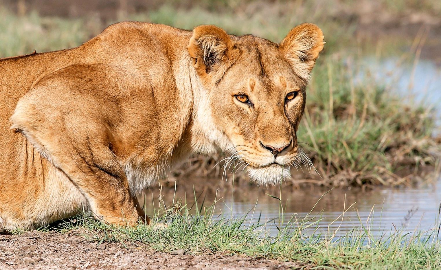 lion at ruaha