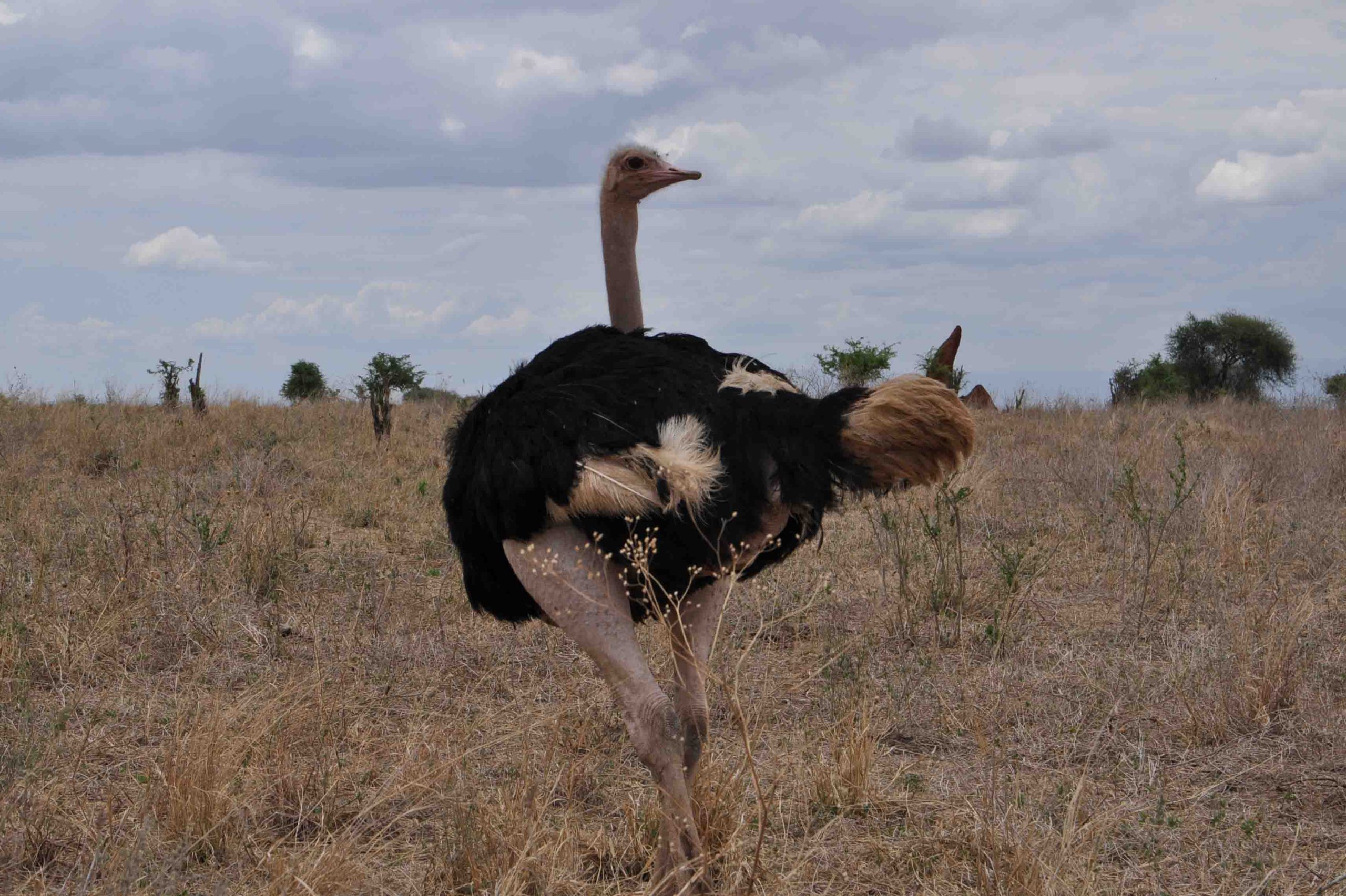 ostrich