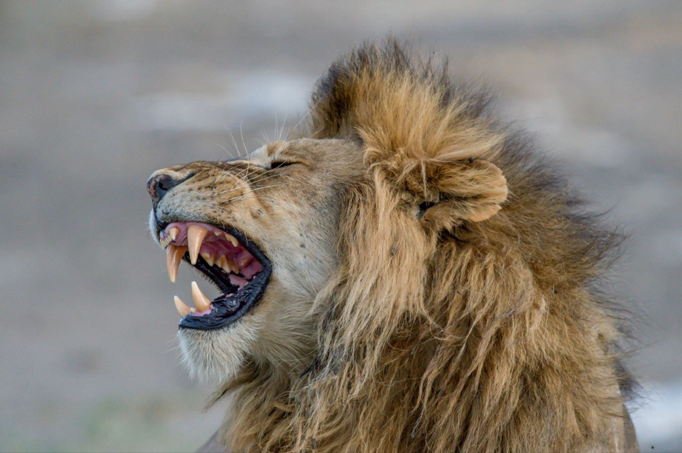 sharubu at serengeti