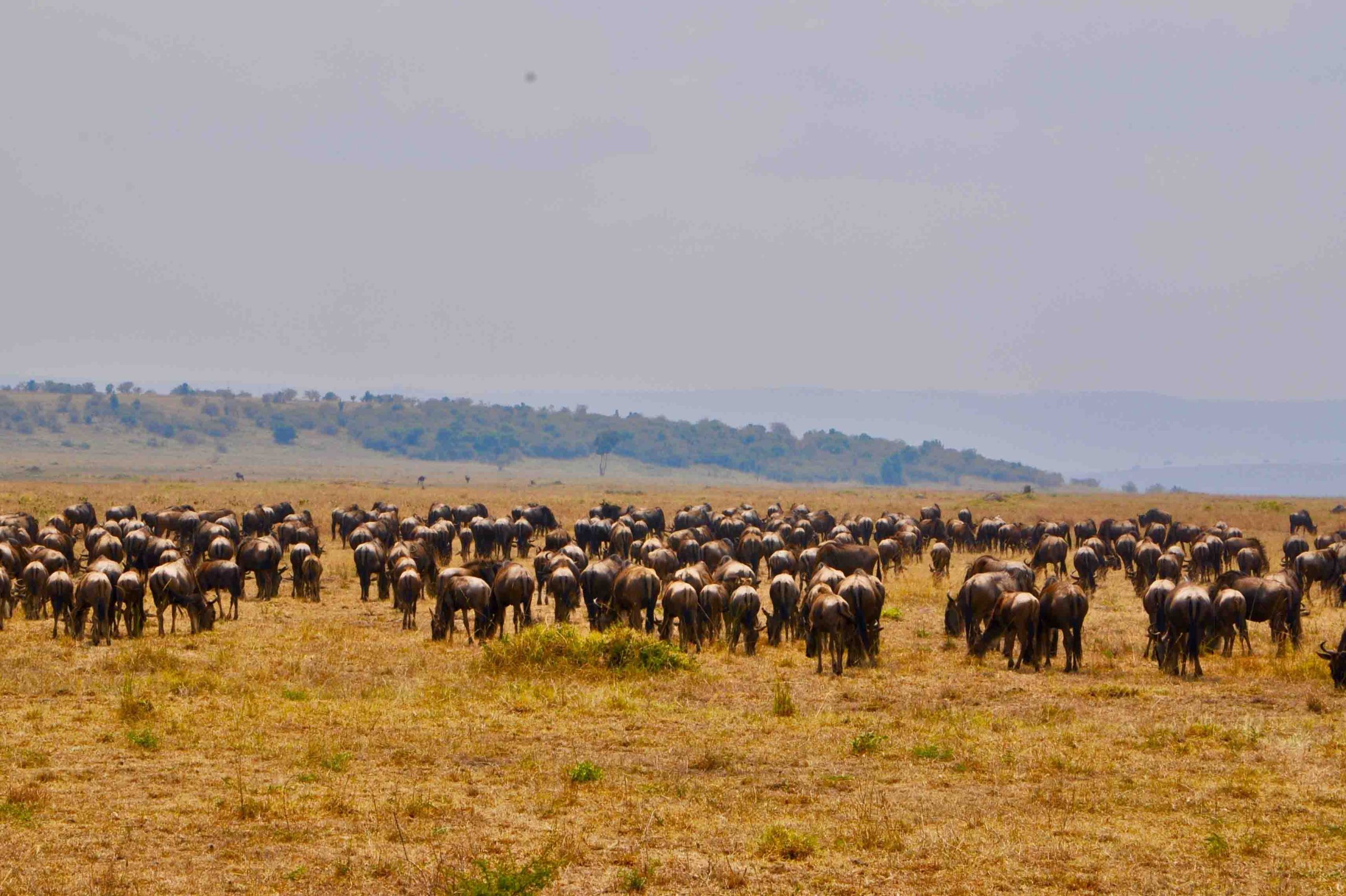 wildebeest 8